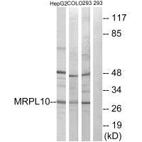 Western blot analysis of extracts from HepG2 cells, COLO cells and 293 cells, using MRPL10 antibody.