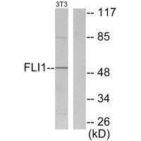 Western blot analysis of extracts from NIH/3T3 cells, using FLI1 antibody.