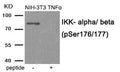 Western blot analysis of extracts from NIH-3T3 cells treated with TNF using IKK- alpha/ beta (Phospho-Ser176/177) antibody.The lane on the right is treated with the antigen-specific peptide.