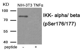 Western blot analysis of extracts from NIH-3T3 cells treated with TNF using IKK- alpha/ beta (Phospho-Ser176/177) antibody.The lane on the right is treated with the antigen-specific peptide.