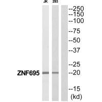 Western blot analysis of extracts from Jurkat/293 cells, using ZNF695 antibody.