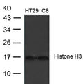 Western blot analysis of extracts from HT29 and C6 cells using Histone H3 (Ab-27)  Antibody.