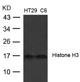 Western blot analysis of extracts from HT29 and C6 cells using Histone H3 (Ab-27)  Antibody.