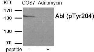 Western blot analysis of extracts from COS7 cells treated with Adriamycin using Abl (Phospho-Tyr204) antibody.The lane on the right is treated with the antigen-specific peptide.