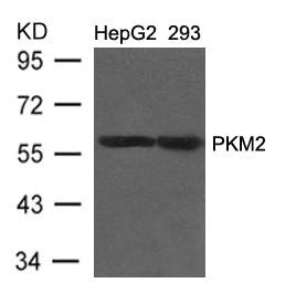 Western blot analysis of extracts from HepG2 and 293 cells using PKM2 Antibody.
