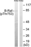 Western blot analysis of extracts from K562 cells treated with EGF using B-Raf (Phospho-Thr753) Antibody.The lane on the right is treated with the antigen-specific peptide.