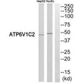 Western blot analysis of extracts from HepG2 cells and HUVEC cells, using ATP6V1C2 antibody.
