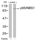 Western blot analysis of extracts from Jurkat cells using p95/NBS1(Ab-343) Antibody and the same antibody preincubated with blocking peptide.