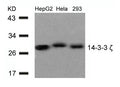 Western blot analysis of extracts from HepG2 , Hela and 293 cells using 14-3-3z(Ab-58) Antibody.