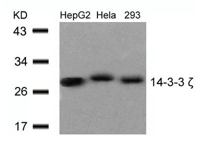Western blot analysis of extracts from HepG2 , Hela and 293 cells using 14-3-3z(Ab-58) Antibody.