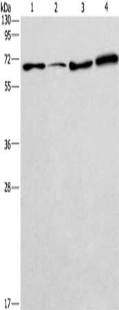 Gel: 12%SDS-PAGE, Lysate: 40 ug, Lane 1-4: 231 cells, A549 cells, LoVo cells, HepG2 cells, Primary antibody: CSB-PA986283(BIN3 Antibody) at dilution 1/225, Secondary antibody: Goat anti rabbit IgG at 1/8000 dilution, Exposure time: 2 minutes