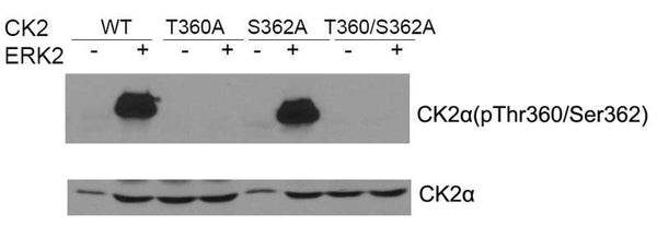 Western blot of CK2a(Phospho-Thr360/Ser362) antibody and CK2aantibody in vitro kinase assay. Both purified ERK2 and CK2 were used.