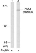 Western blot analysis of extracts from K562 cells using ASK1(Phospho-Ser83) Antibody(Lane 2) and the same antibody preincubated with blocking peptide(Lane1).