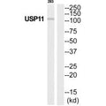 Western blot analysis of extracts from 293 cells, using USP11 antibody.
