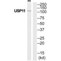Western blot analysis of extracts from 293 cells, using USP11 antibody.