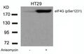 Western blot analysis of extracts from HT29 cells untreated or treated with Anisomycin using eIF4G (phospho-Ser1231) Antibody.