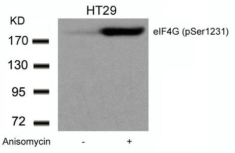 Western blot analysis of extracts from HT29 cells untreated or treated with Anisomycin using eIF4G (phospho-Ser1231) Antibody.