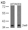Western blot analysis of extracts from HT29 and 293 cells using JunD(Ab-255) Antibody.