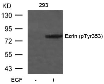 Western blot analysis of extracts from 293 cells untreated or treated with EGF using Ezrin(Phospho-Tyr353) Antibody.