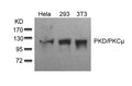 Western blot analysis of extracts from Hela, 293 and 3T3 cells using PKD/PKCm(Ab-910) Antibody.
