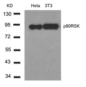 Western blot analysis of extracts from Hela and 3T3 cells using p90RSK(Ab-348) Antibody.