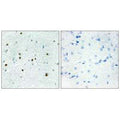 Immunohistochemistry analysis of paraffin-embedded human brain tissue, using DCLK3 antibody.