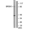 Western blot analysis of extracts from 293 cells, using BRSK1 antibody.