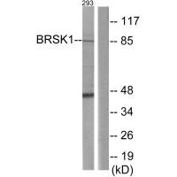 Western blot analysis of extracts from 293 cells, using BRSK1 antibody.