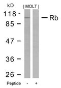 Western blot analysis of extracts from MOLT cells using Rb(Ab-795) Antibody and the same antibody preincubated with blocking peptide.