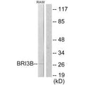 Western blot analysis of extracts from RAW264.7 cells, using BRI3B antibody.