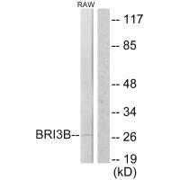 Western blot analysis of extracts from RAW264.7 cells, using BRI3B antibody.