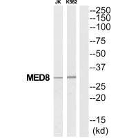 Western blot analysis of extracts from Jurkat/K562 cells, using MED8 antibody.