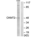 Western blot analysis of extracts from A549 cells, using CKMT2 antibody.