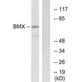 Western blot analysis of extracts from COS-7 cells, using BMX antibody.