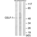 CELF1 Antibody – Figure 1 of 1