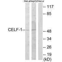 CELF1 Antibody – Figure 1 of 1