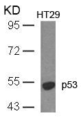 Western blot analysis of extracts from HT29 cells using p53(Ab-18) Antibody.