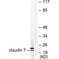 Western blot analysis of extracts from 293 cells, using Claudin 7 antibody.