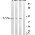 Western blot analysis of extracts from Jurkat cells, HepG2 cells and HeLa cells, using SGCA antibody.