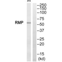 Western blot analysis of extracts from NIH/3T3 cells, using RMP antibody.