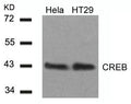 Western blot analysis of extracts from Hela and HT29 cells using CREB(Ab-129) Antibody.