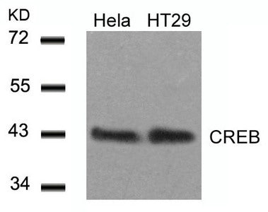 Western blot analysis of extracts from Hela and HT29 cells using CREB(Ab-129) Antibody.
