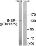 Western blot analysis of extracts from HepG2 cells using INSR (Phospho-Thr1375) Antibody.The lane on the right is treated with the antigen-specific peptide.