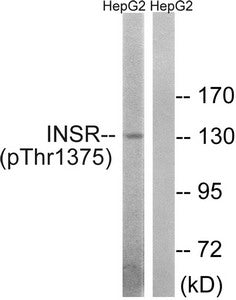 Western blot analysis of extracts from HepG2 cells using INSR (Phospho-Thr1375) Antibody.The lane on the right is treated with the antigen-specific peptide.