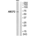 Western blot analysis of extracts from HeLa cells, using ABCF2 antibody.