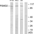 Western blot analysis of extracts from HT-29 cells, HeLa cells and 293 cells, using PSMD2 antibody.