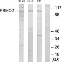 Western blot analysis of extracts from HT-29 cells, HeLa cells and 293 cells, using PSMD2 antibody.