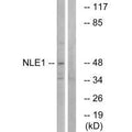 Western blot analysis of extracts from COS cells, using NLE1 antibody.