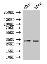 Western Blot
Positive WB detected in: recombinant protein
All lanes:SINE1 Antibody at 1:1000
Secondary
Goat polyclonal to rabbit IgG at 1/50000 dilution
Predicted band size: 25 kDa
Observed band size: 33 kDa