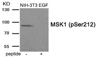 Western blot analysis of extracts from NIH-3T3 cells treated with EGF using MSK1 (Phospho-Ser212) antibody.The lane on the right is treated with the antigen-specific peptide.